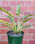 Philodendron Ring of Fire - 18cm pot