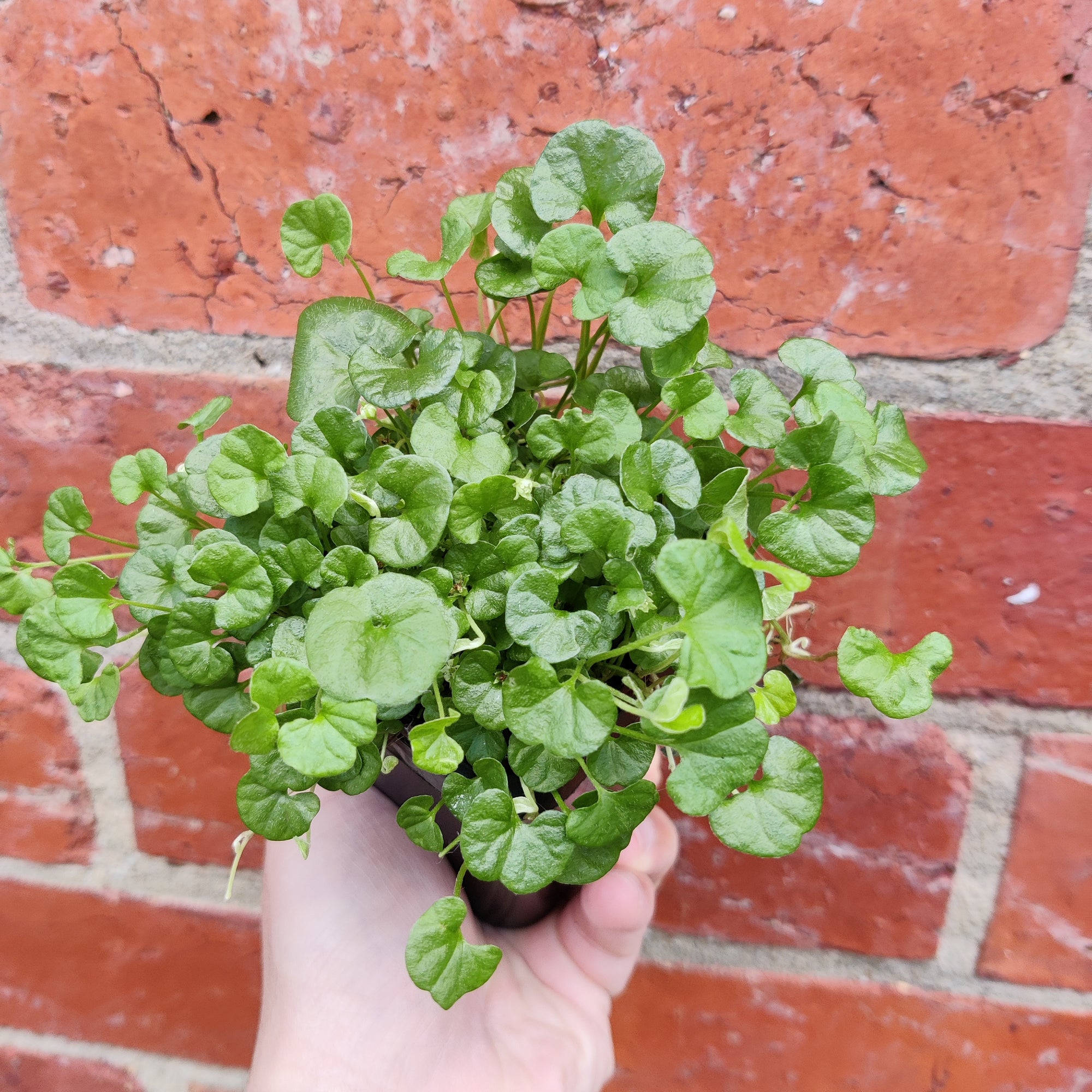 Baby Plant - Emerald Falls  - 7cm pot  (Dichondra repens poly green)