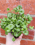 Baby Plant - Emerald Falls  - 7cm pot  (Dichondra repens poly green)