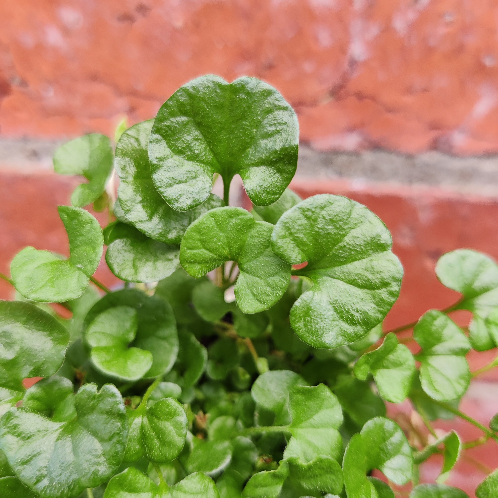 Baby Plant - Emerald Falls  - 7cm pot  (Dichondra repens poly green)