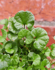 Baby Plant - Emerald Falls  - 7cm pot  (Dichondra repens poly green)