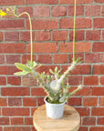 Pachypodium Horombense - 13cm pot