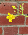 Pachypodium Horombense - 13cm pot
