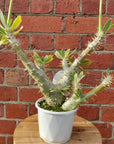 Pachypodium Horombense - 13cm pot
