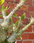 Pachypodium Horombense - 13cm pot