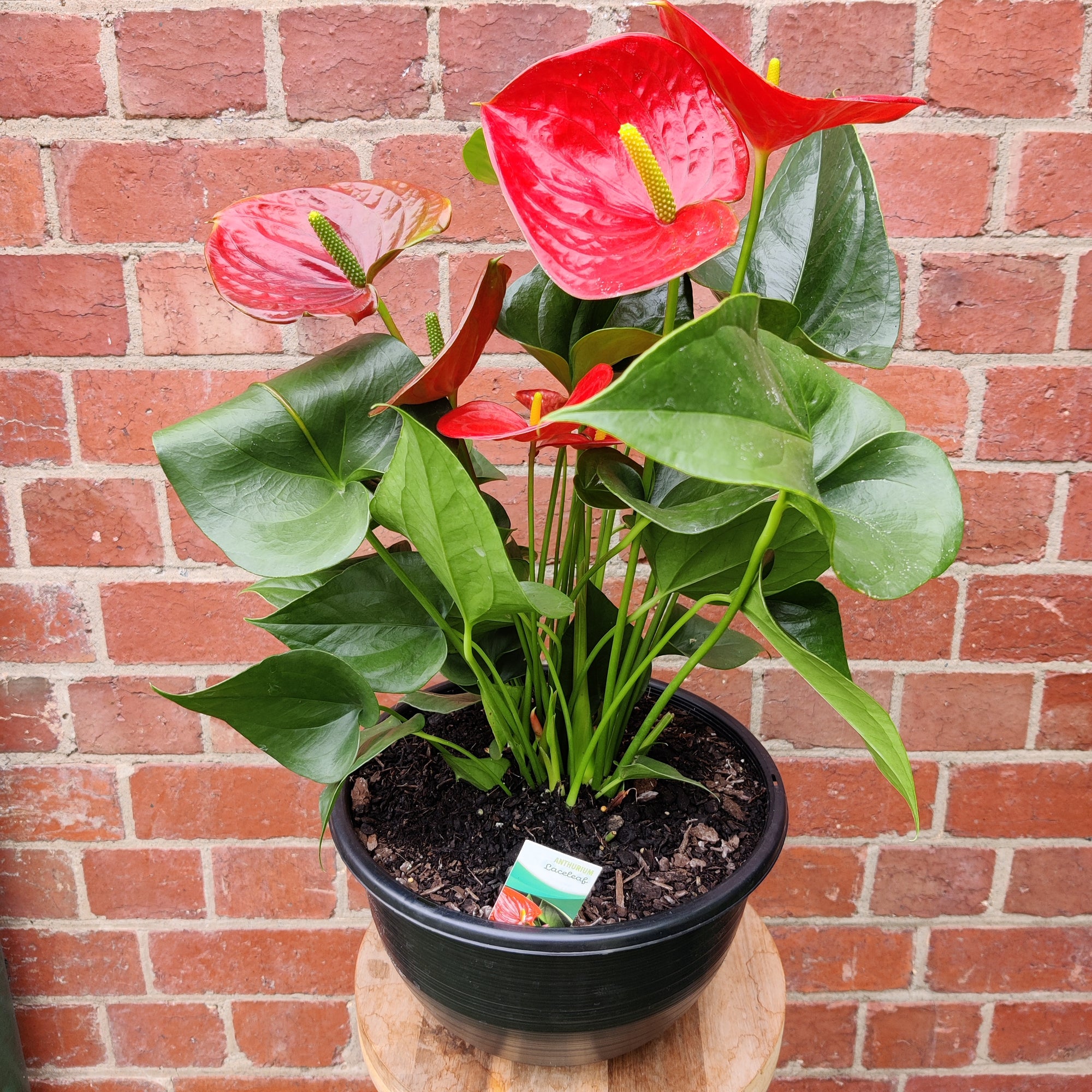 Anthurium - Red heart - 25cm pot