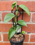 Devil's Ivy (Epipremnum aureum) - 13cm pot