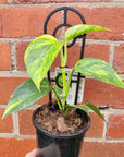 Devil's Ivy (Epipremnum aureum) - 13cm pot