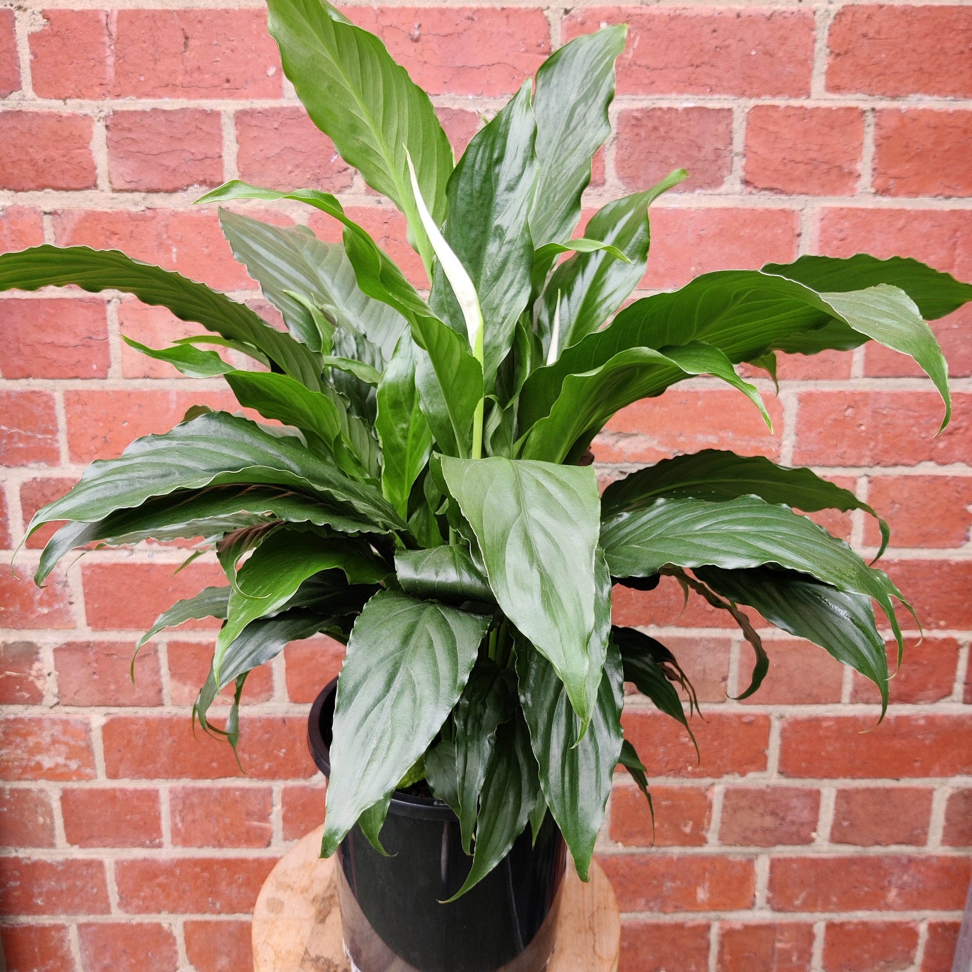 Peace Lily (Spathiphyllum Cochlearispathum) - 20cm Pot