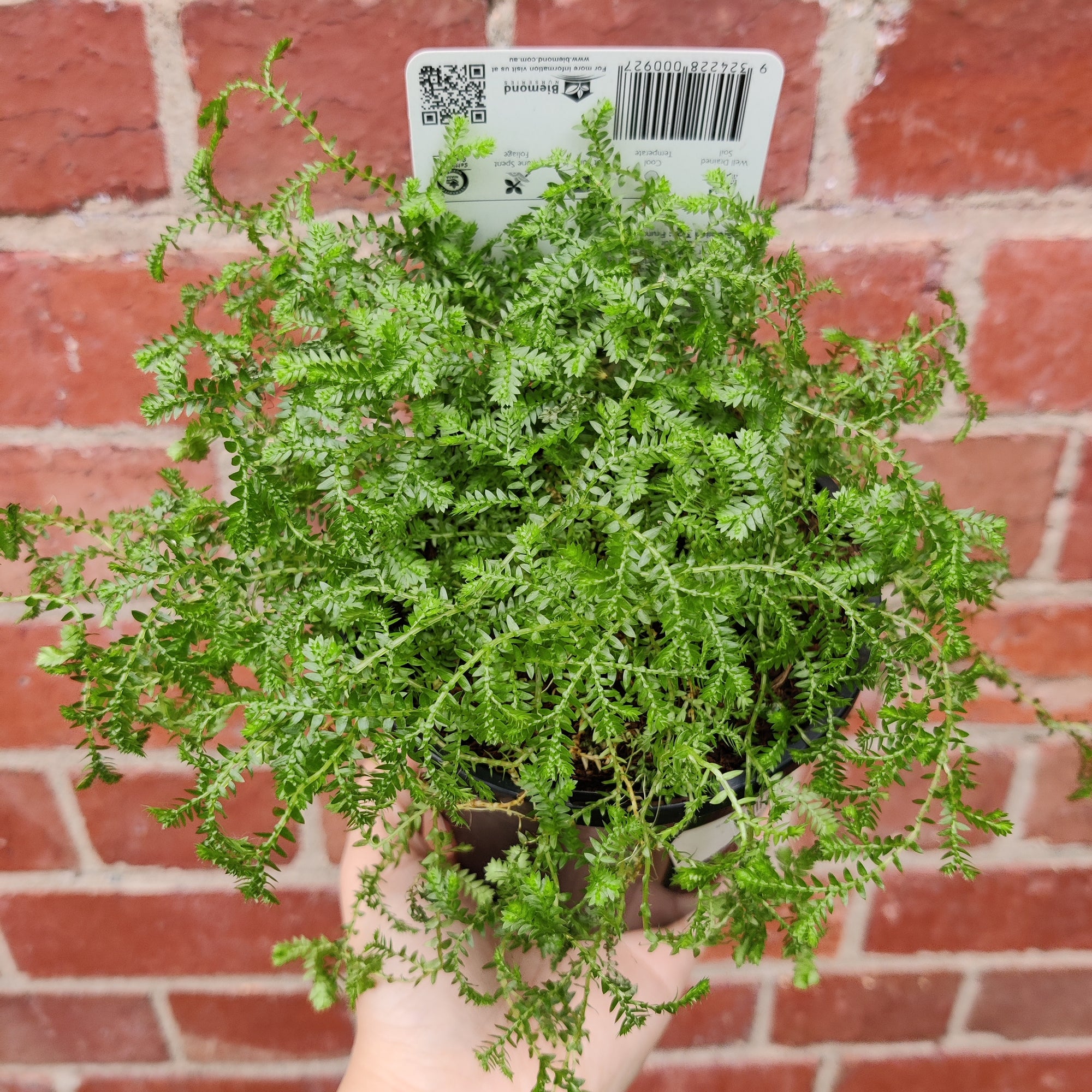 Selaginella kraussiana green - 13cm pot