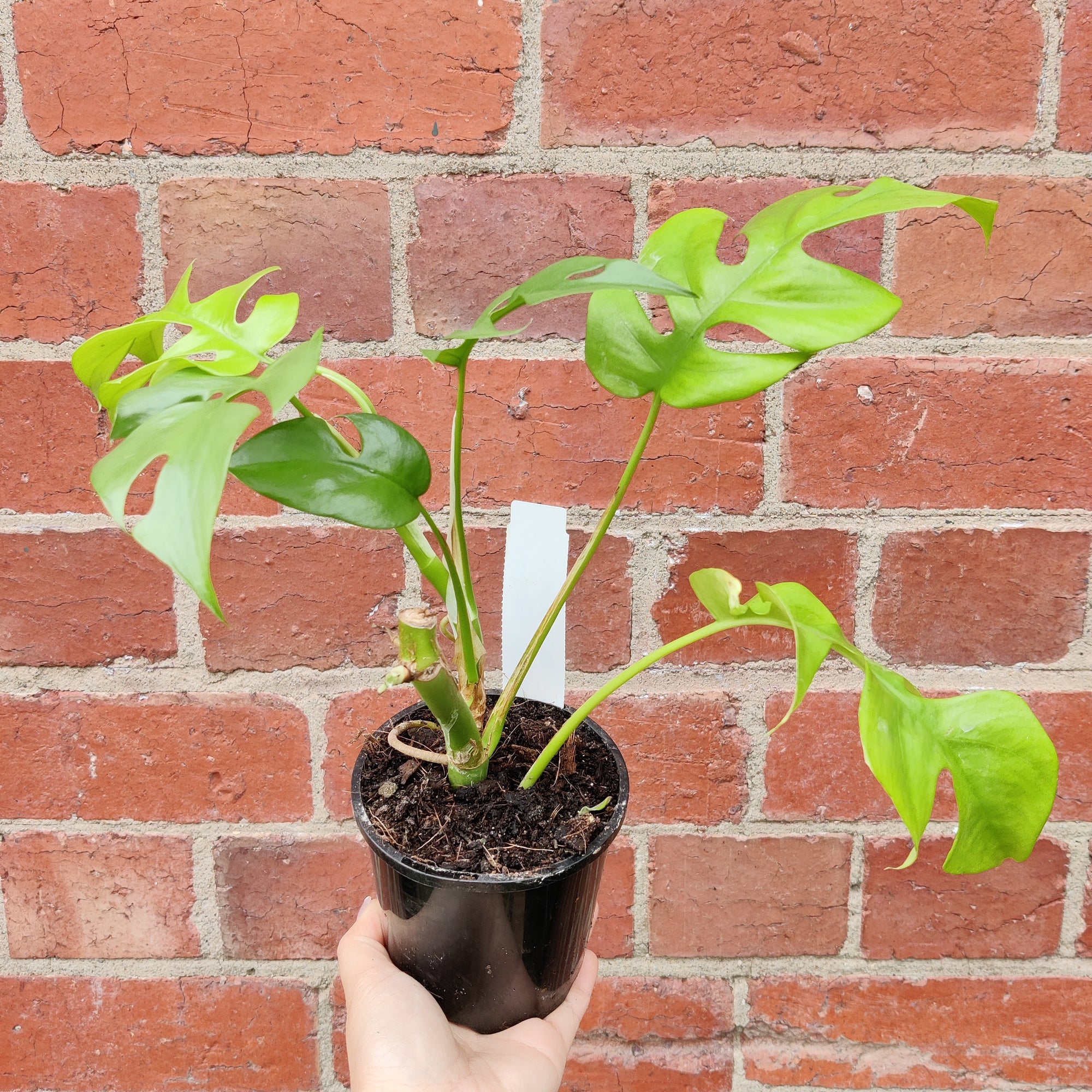 Mini Monstera (Raphidophora Tetrasperma) - 9.5cm Pot