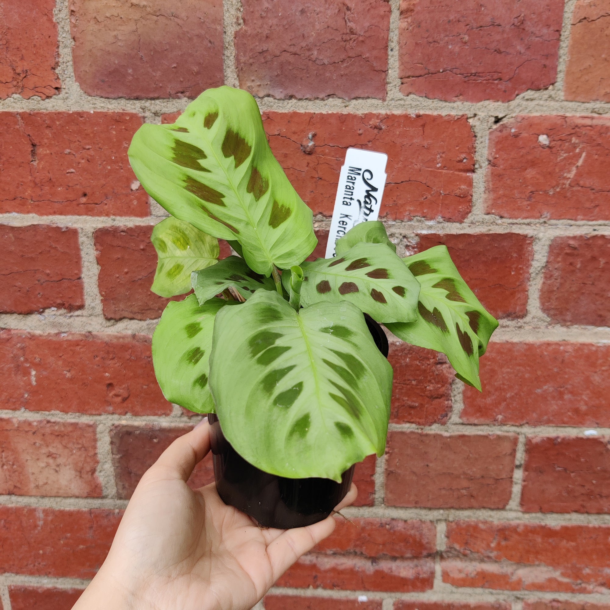 Calathea Maranta Kerchoveana - 10cm pot