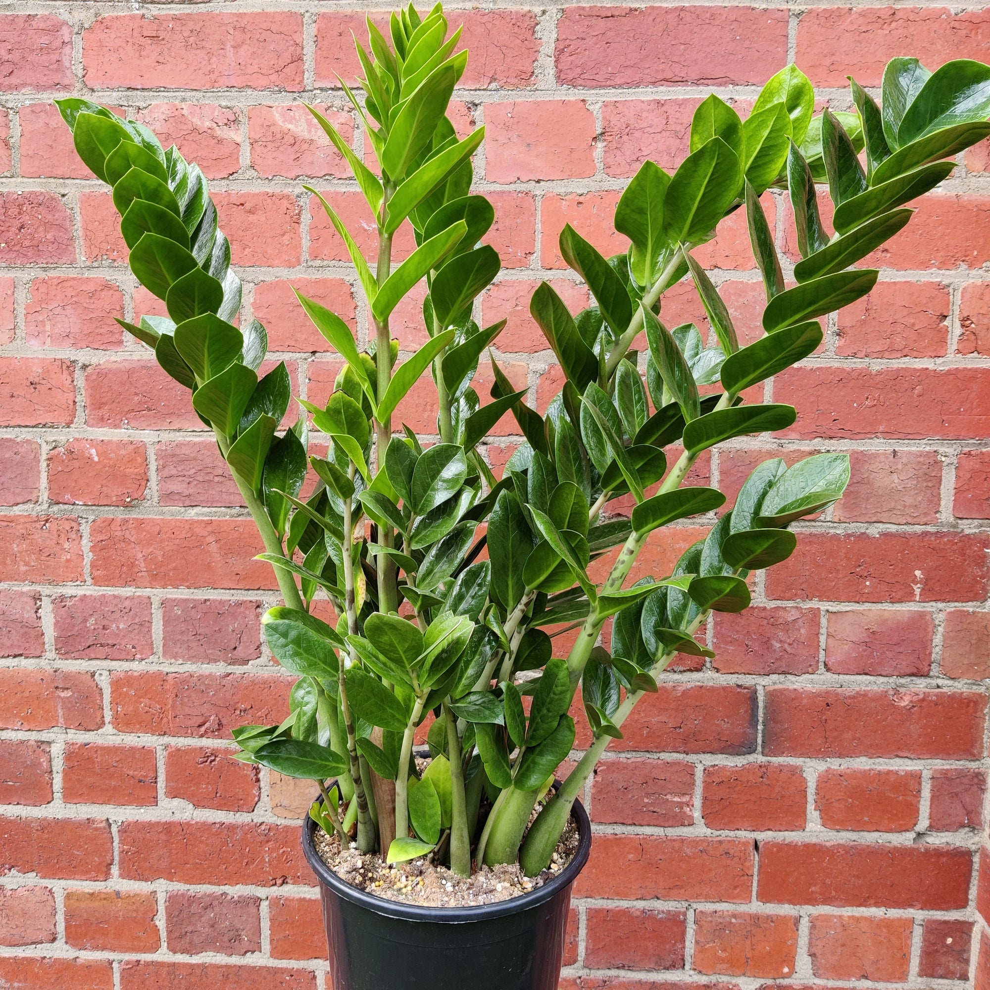 Zanzibar Gem (Zamioculcas zamiifolia) - 25cm pot