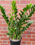 Zanzibar Gem (Zamioculcas zamiifolia) - 25cm pot