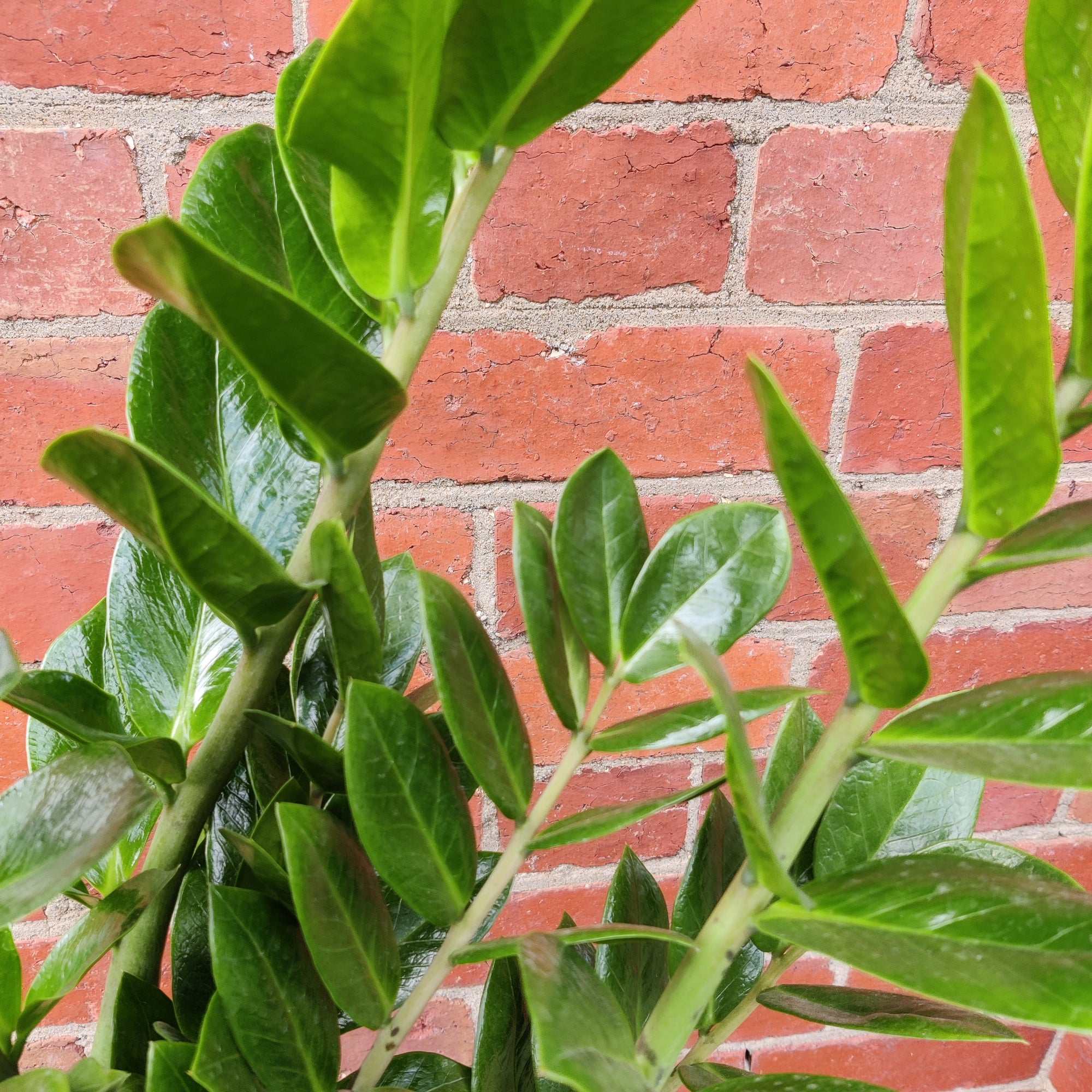 Zanzibar Gem (Zamioculcas zamiifolia) - 25cm pot