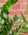 Zanzibar Gem (Zamioculcas zamiifolia) - 25cm pot