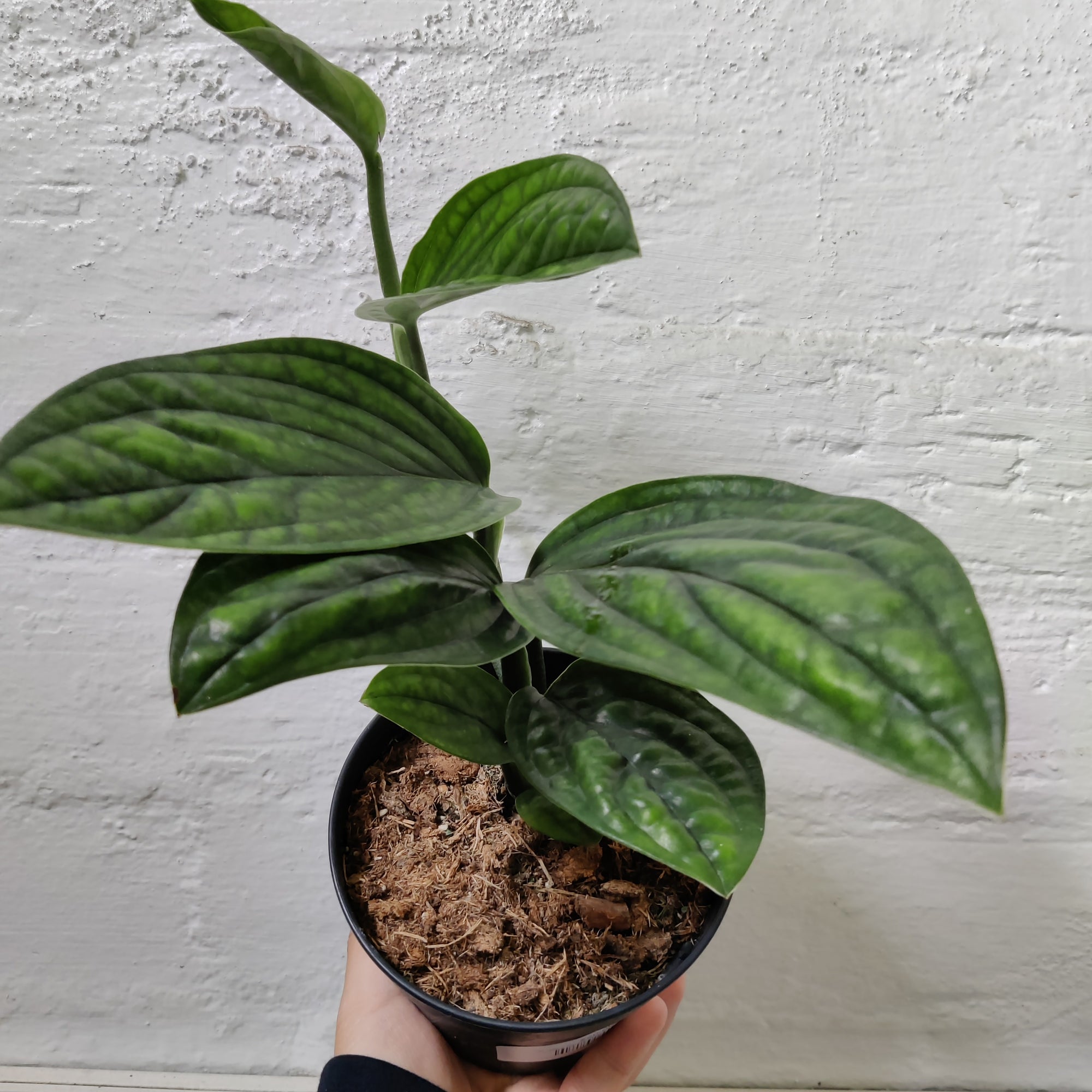 Monstera Karstenanum peru - 12cm Pot