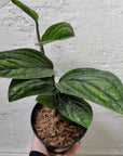 Monstera Karstenanum peru - 12cm Pot