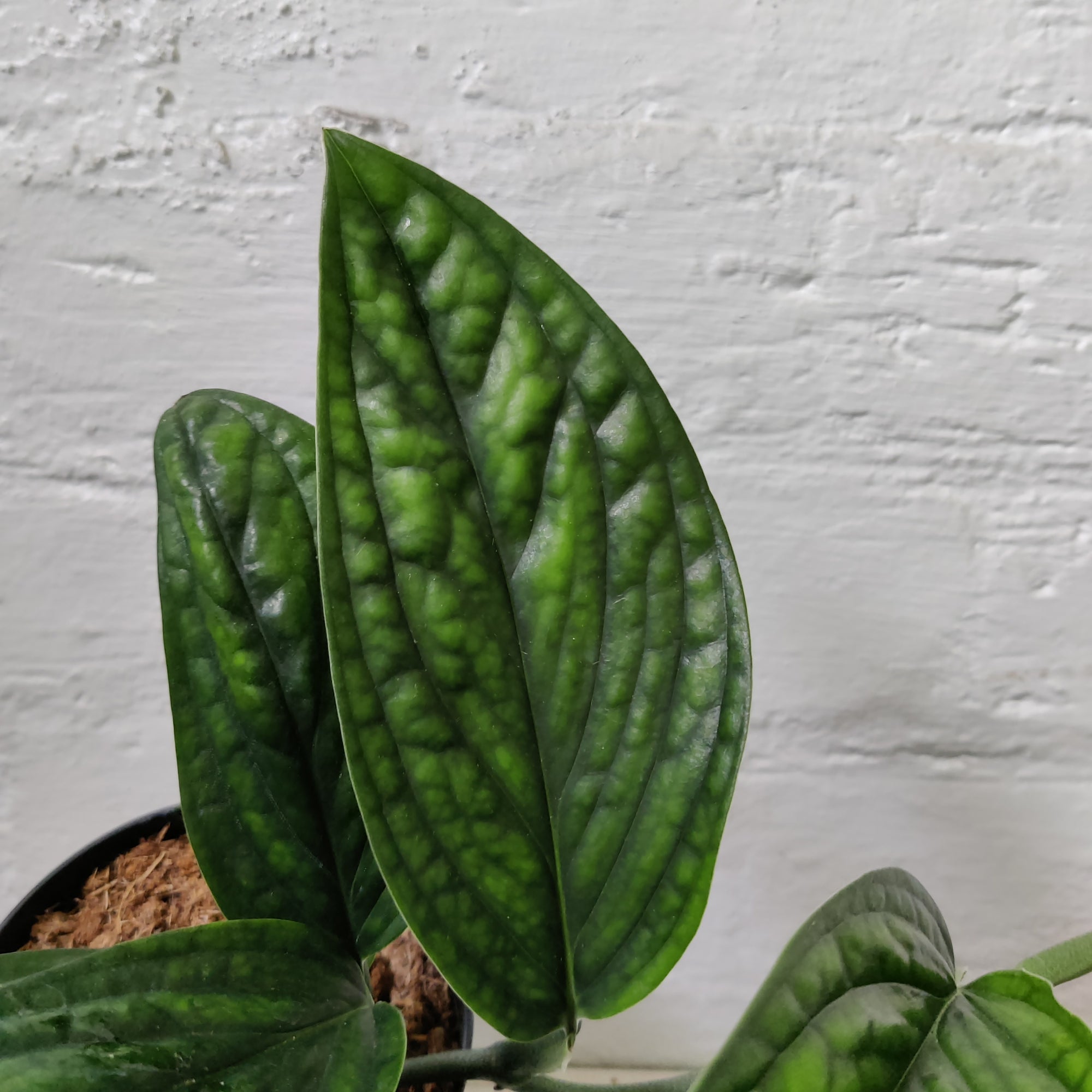 Monstera Karstenanum peru - 12cm Pot