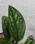 Monstera Karstenanum peru - 12cm Pot