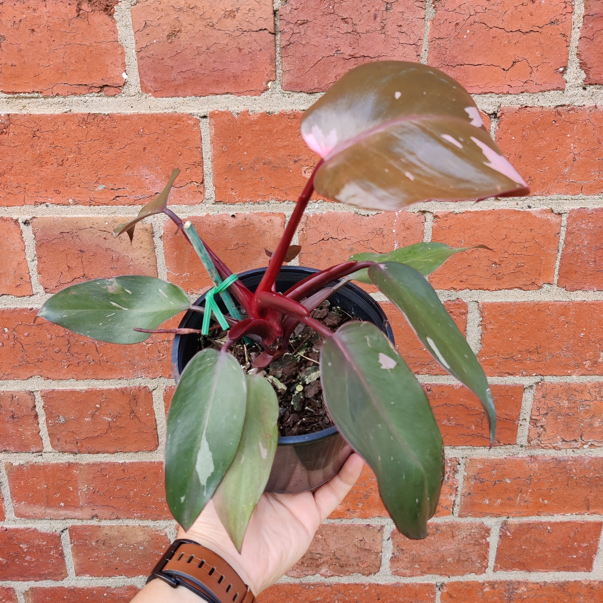 Philodendron Pink Princess - 14cm Pot