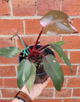Philodendron Pink Princess - 14cm Pot