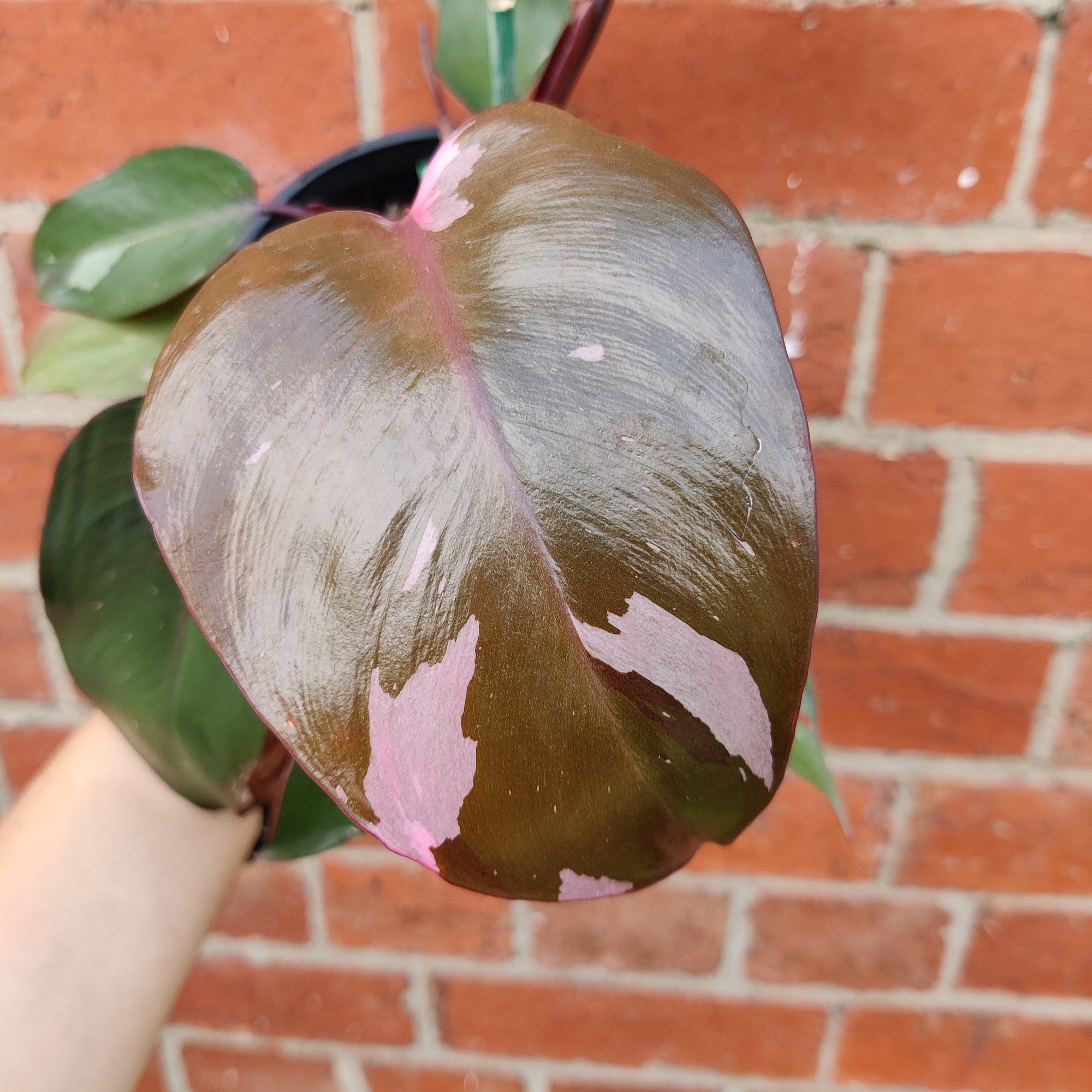 Philodendron Pink Princess - 14cm Pot