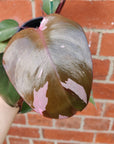 Philodendron Pink Princess - 14cm Pot