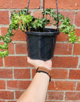 Ivy 'Ruffles' - Hedera 'Fluffy Ruffles' - 20cm Hanging basket