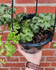 Ivy 'Ruffles' - Hedera 'Fluffy Ruffles' - 20cm Hanging basket