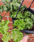 Ivy 'Ruffles' - Hedera 'Fluffy Ruffles' - 20cm Hanging basket