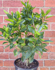 Cumquat Citrofortunella microcarpa Calamondin - 20cm pot Grafted