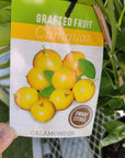 Cumquat Citrofortunella microcarpa Calamondin - 20cm pot Grafted