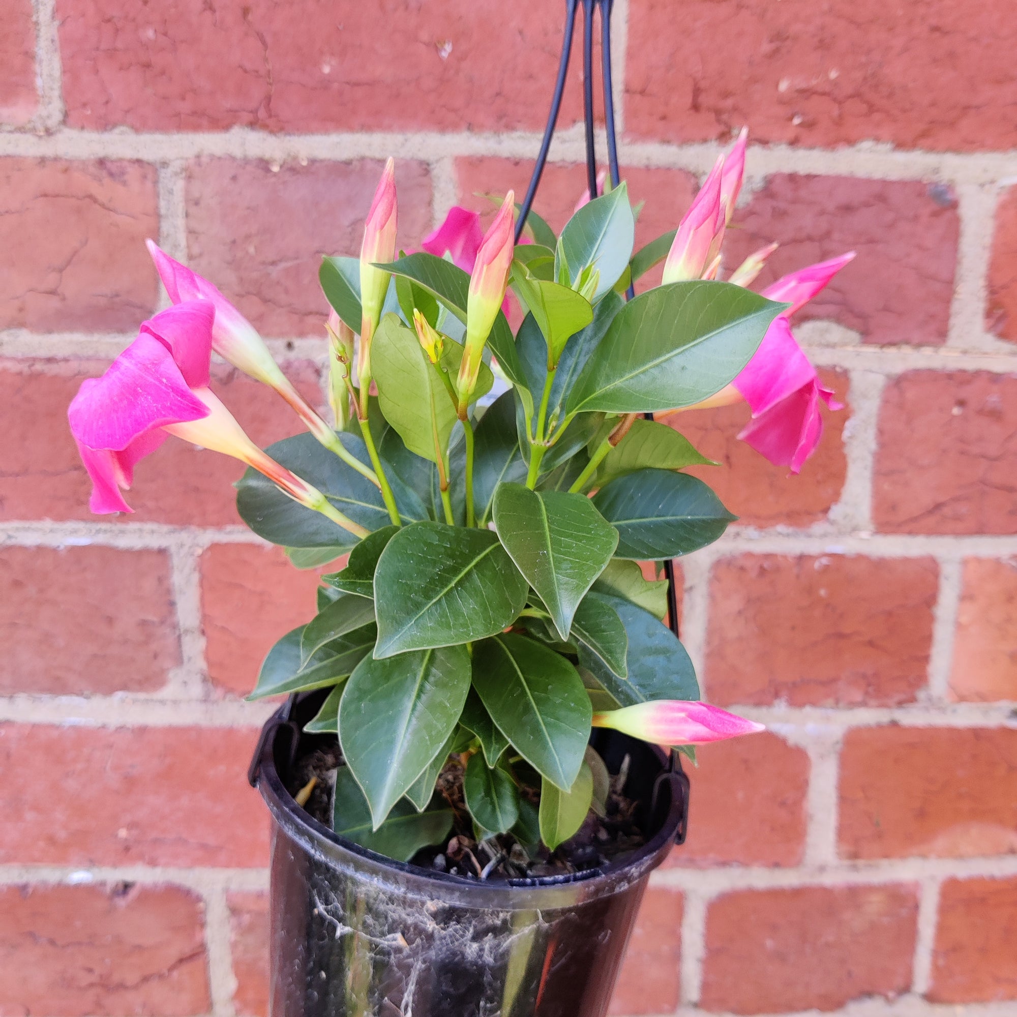 Diamantia 'Jade Pink' - 14cm Hanging Basket