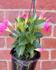 Diamantia 'Jade Pink' - 14cm Hanging Basket