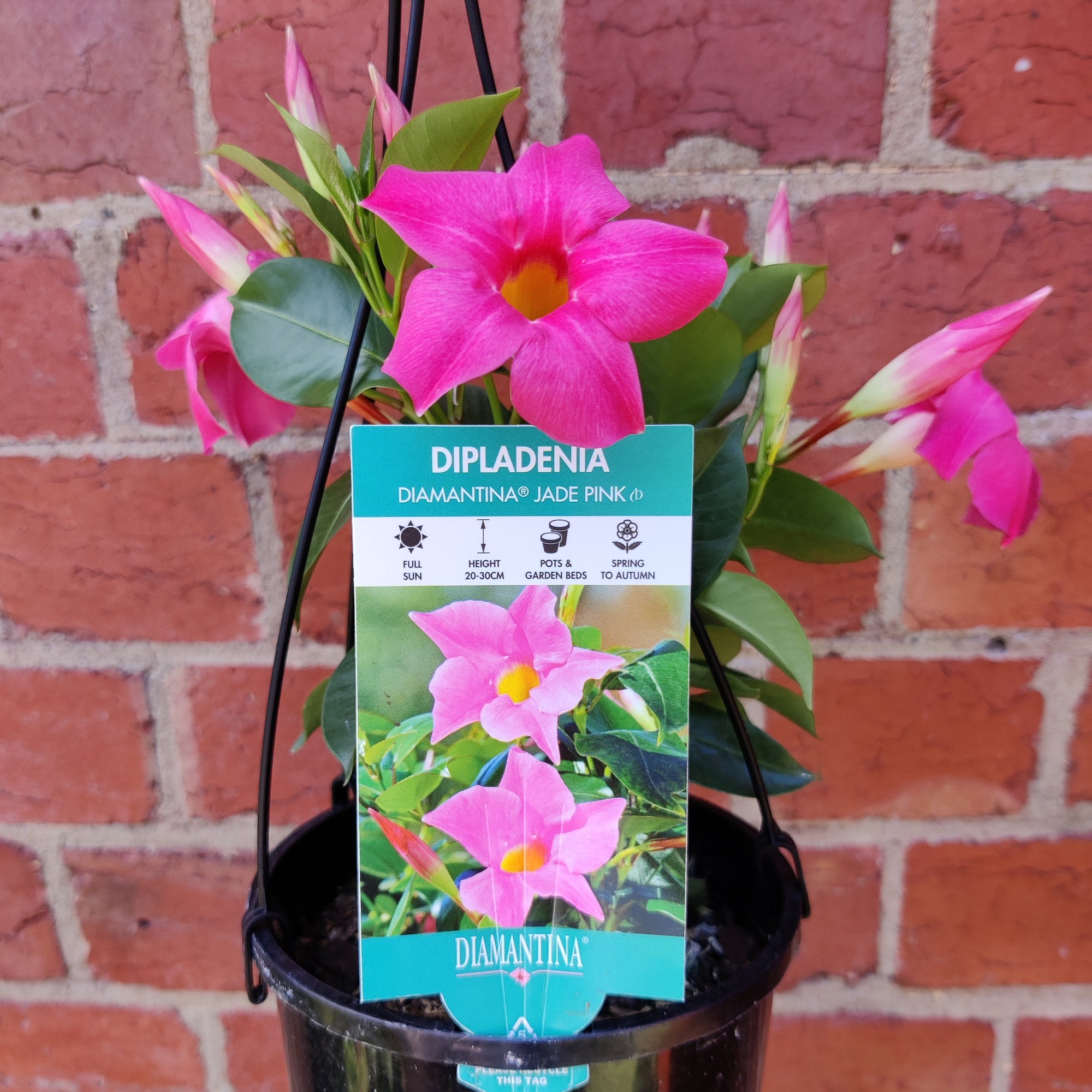 Diamantia 'Jade Pink' - 14cm Hanging Basket