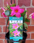 Diamantia 'Jade Pink' - 14cm Hanging Basket