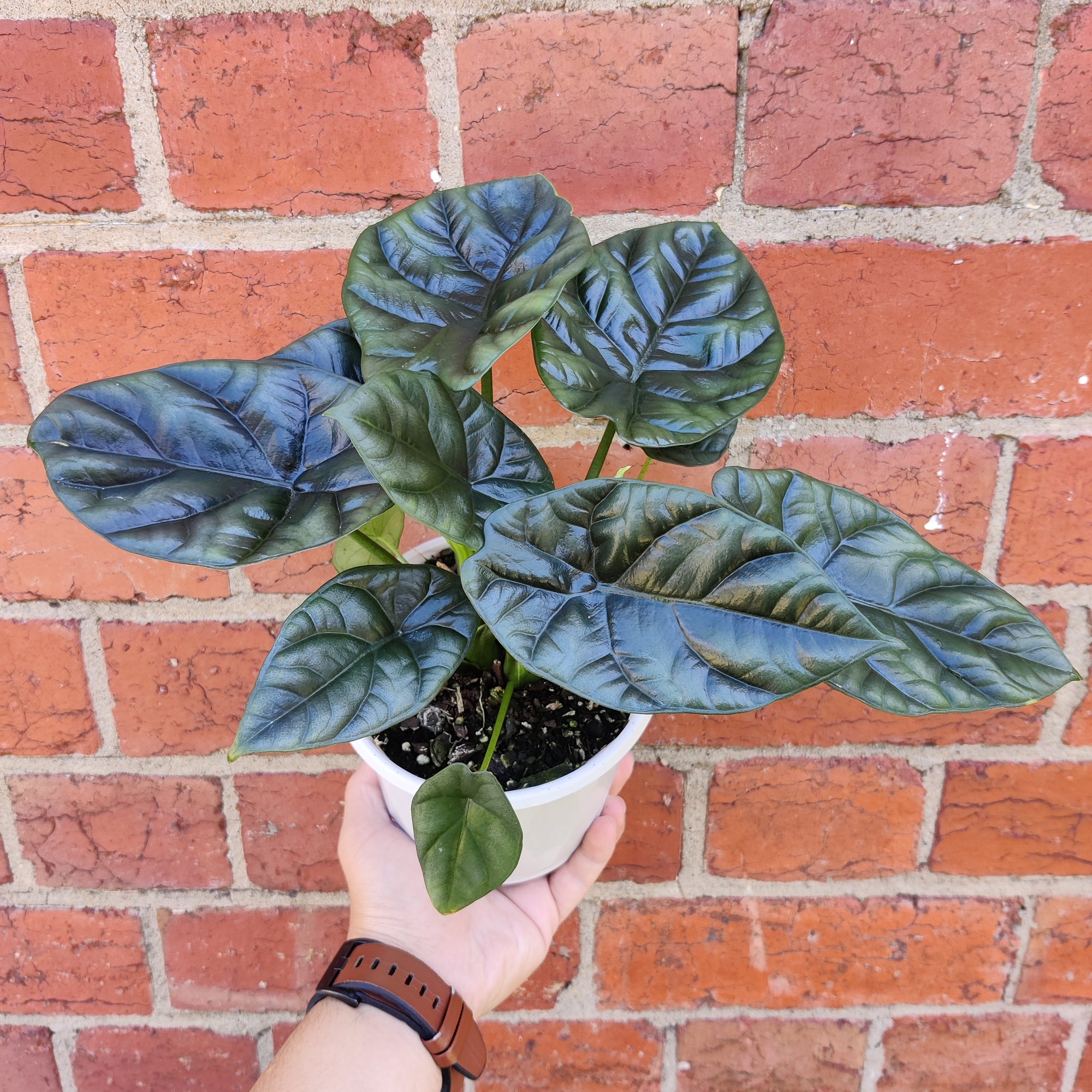 Alocasia Sinuata - 13cm Pot