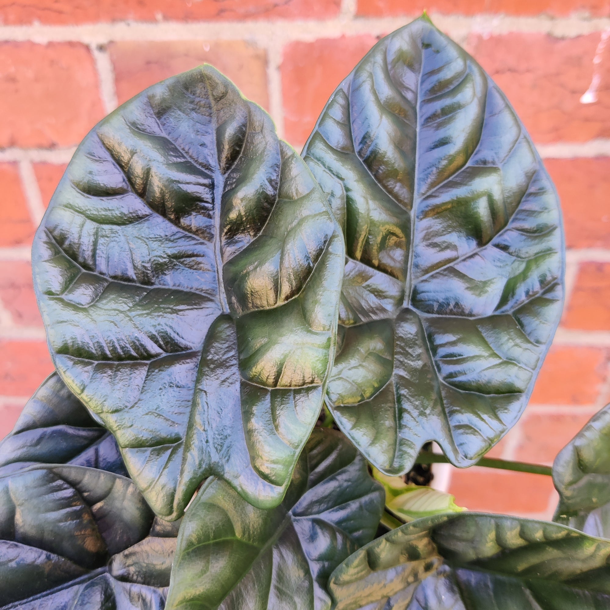 Alocasia Sinuata - 13cm Pot