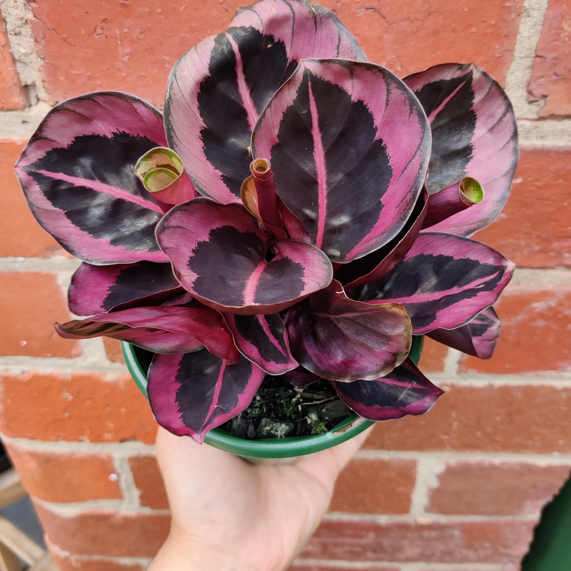 Calathea Red Mojo - 13cm pot