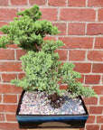 Bonsai Advanced- Juniper - Juniperus Squamata Prostata 'Pingii' - L20xW30cm pot