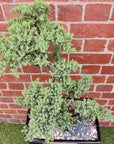Bonsai Advanced- Juniper - Juniperus Squamata Prostata 'Pingii' - L20xW30cm pot
