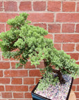 Bonsai Advanced- Juniper - Juniperus Squamata Prostata 'Pingii' - L20xW30cm pot