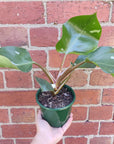 Philodendron White Knight- 13cm Pot