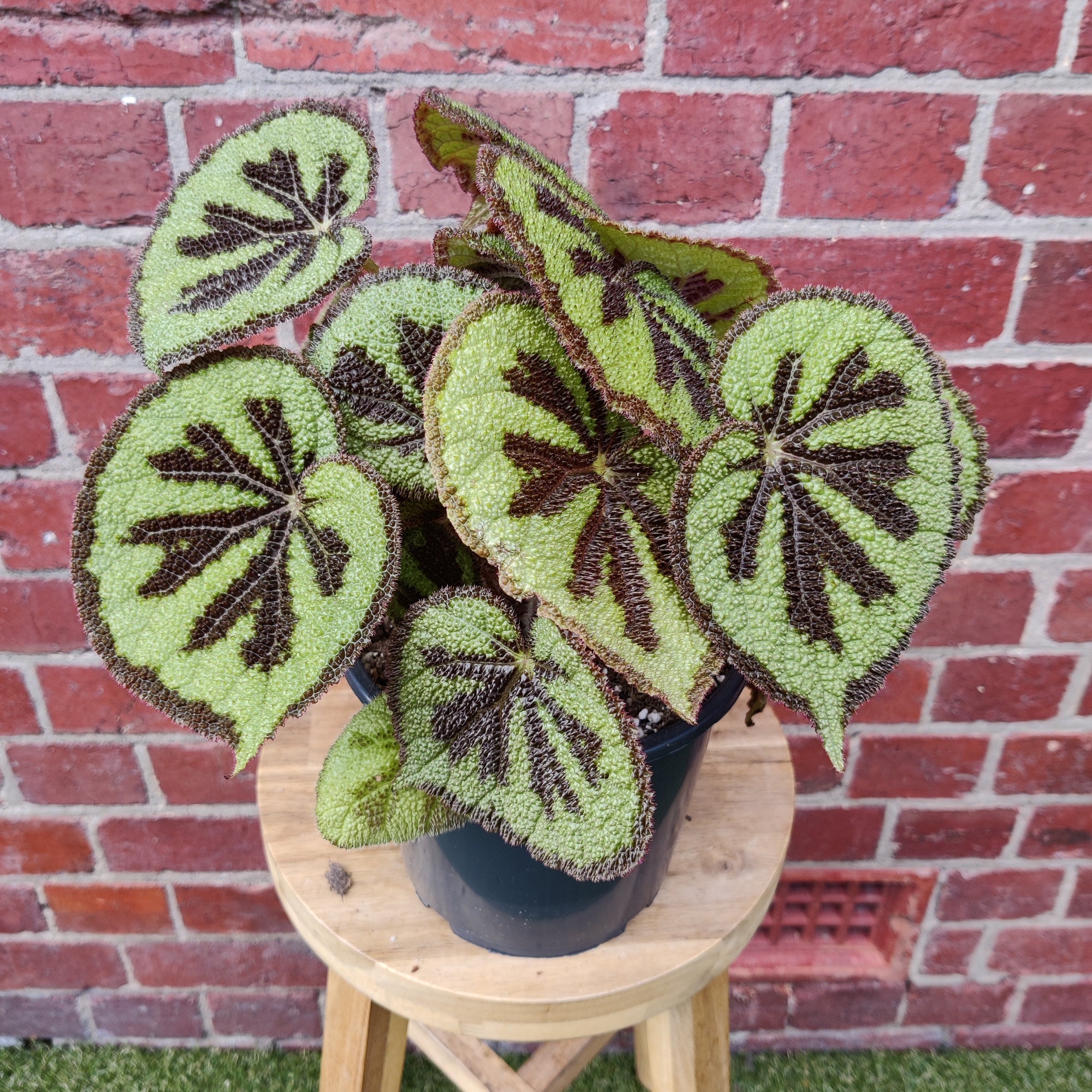 Begonia Masoniana Rock - 17cm pot