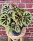 Begonia Masoniana Rock - 17cm pot