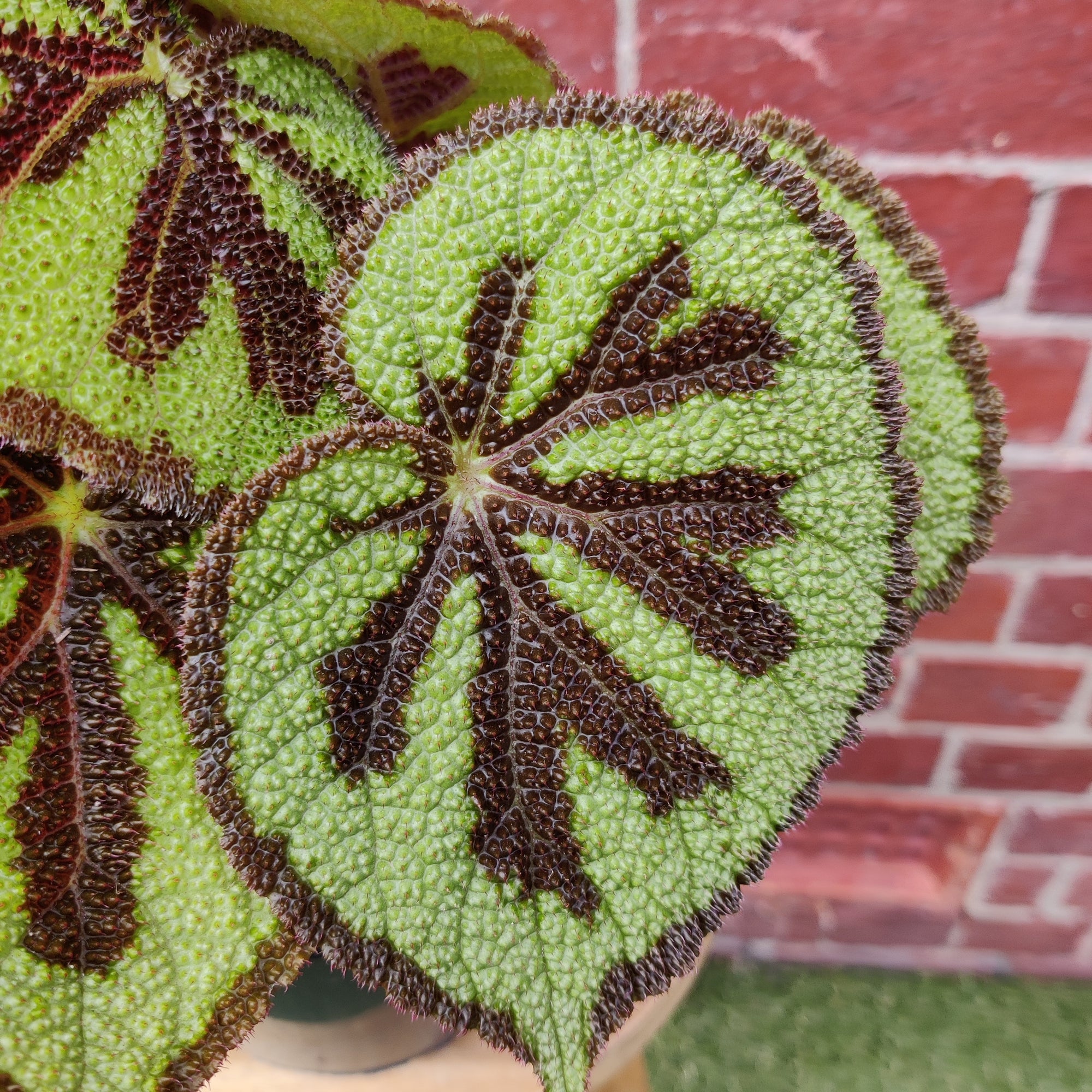Begonia Masoniana Rock - 17cm pot