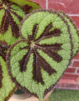 Begonia Masoniana Rock - 17cm pot