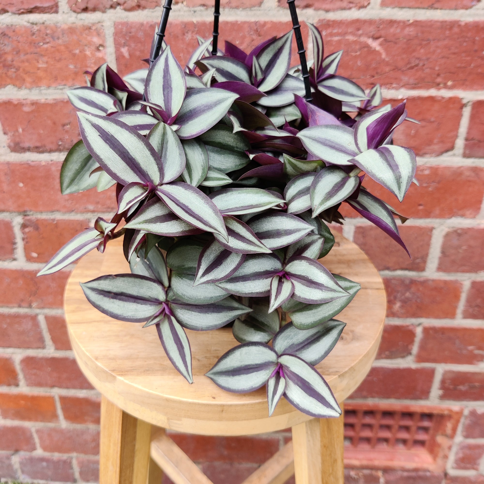 Tradescantia Zebrina Purple Highway - 15cm Hanging basket
