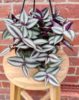 Tradescantia Zebrina Purple Highway - 15cm Hanging basket